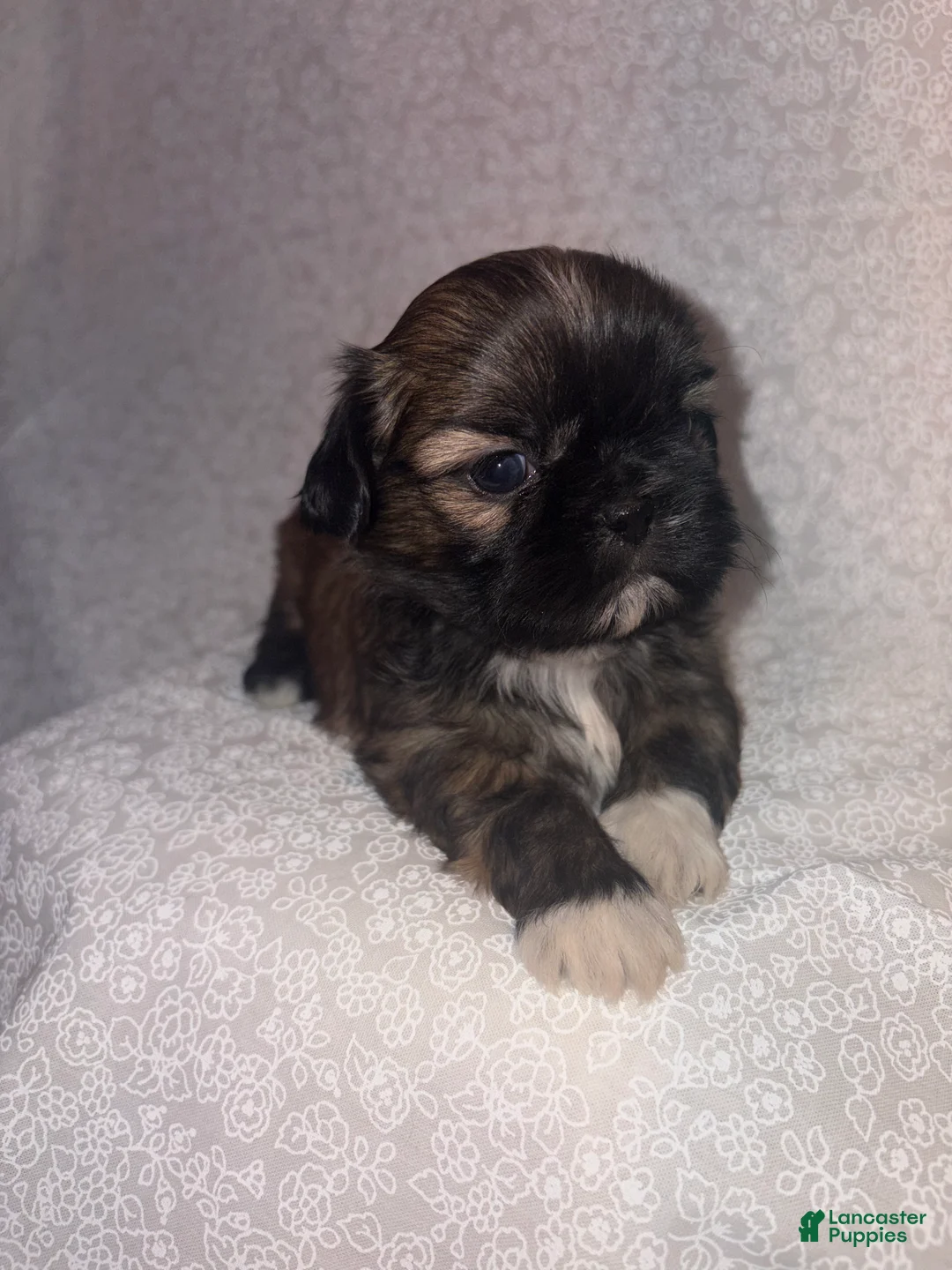 Shih Tzu dogs for sale: Ariel - Ad 1