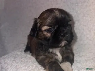 Shih Tzu dogs Ariel - Ad 29