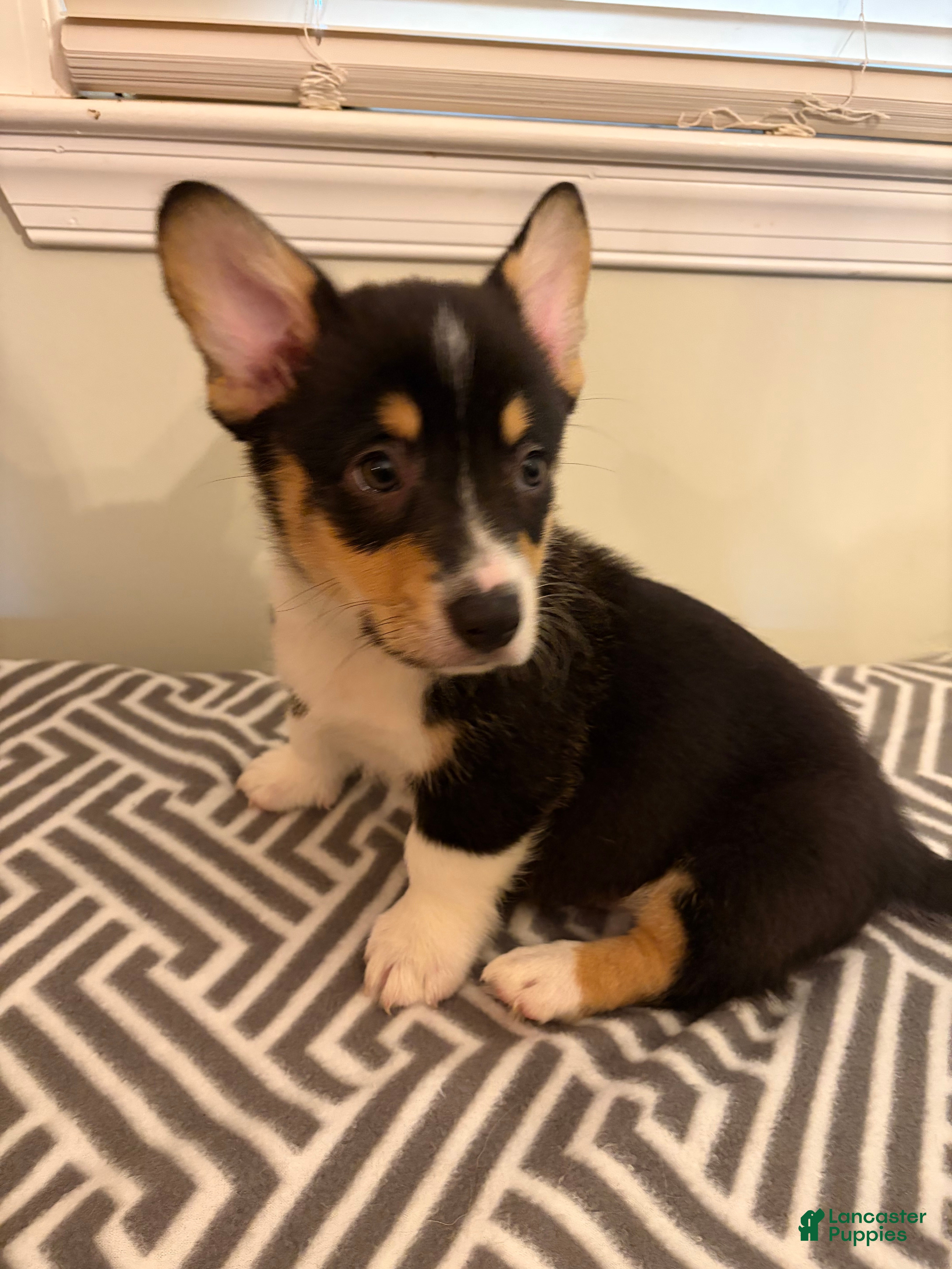 Welsh Corgi Pembroke dogs Bobby - Ad 17