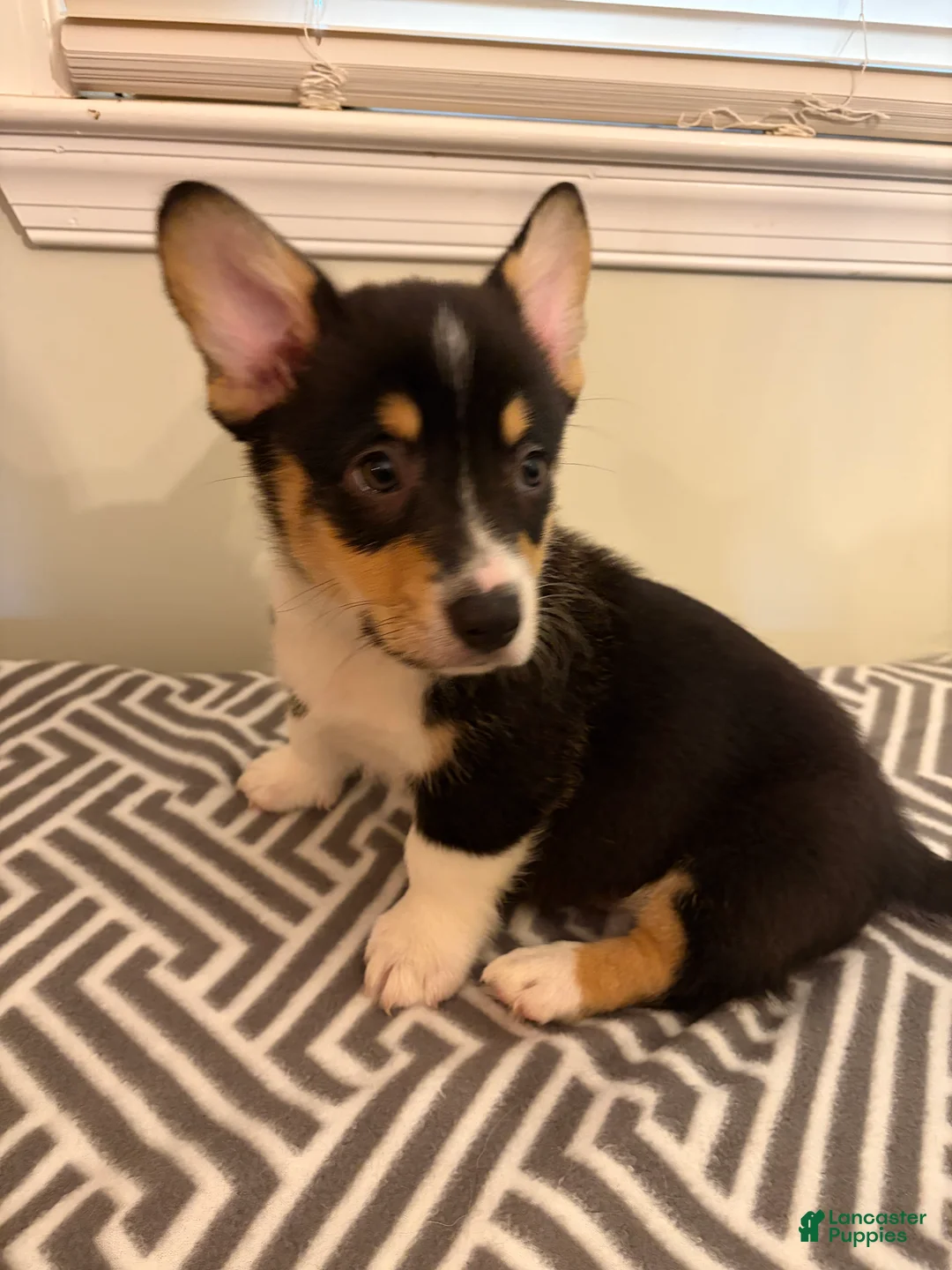 Welsh Corgi Pembroke dogs for sale: Bobby - Ad 1