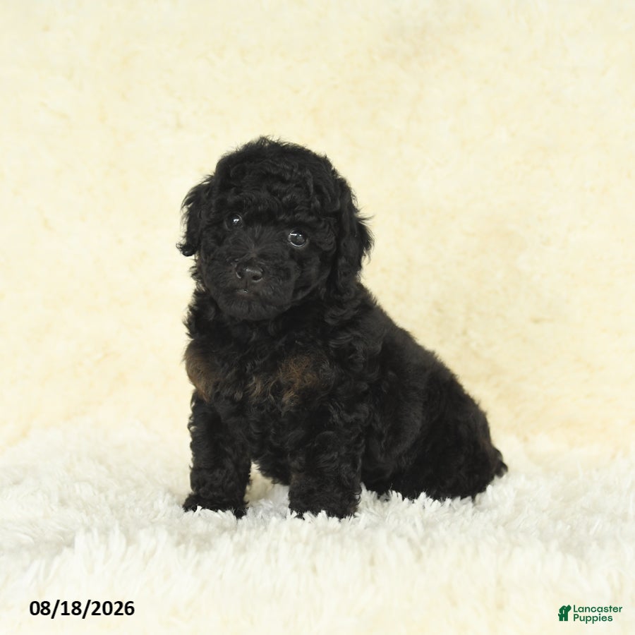 Toy Poodle dogs Scott - Ad 2