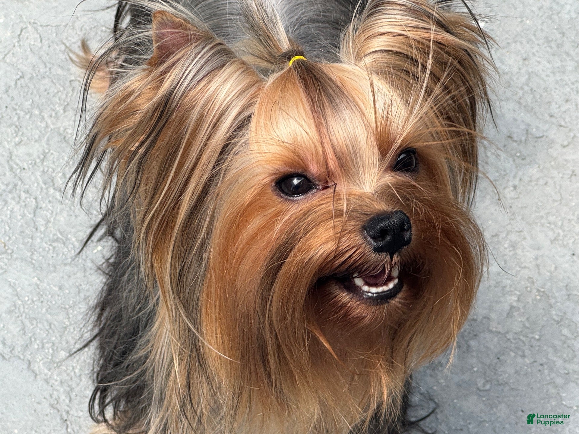 Yorkshire Terrier dogs Yorkshire Terrier 1 - Ad 2