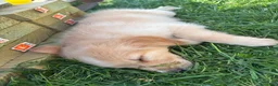 Mixed Breed dogs for sale: Lavender Collar - Ad 5