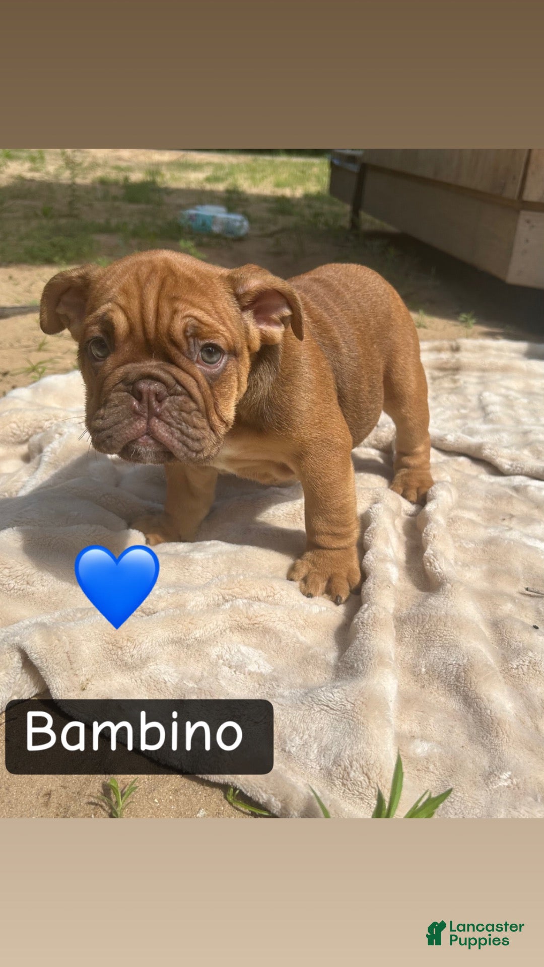 English Bulldog dogs for sale: Bambino  - Ad 2