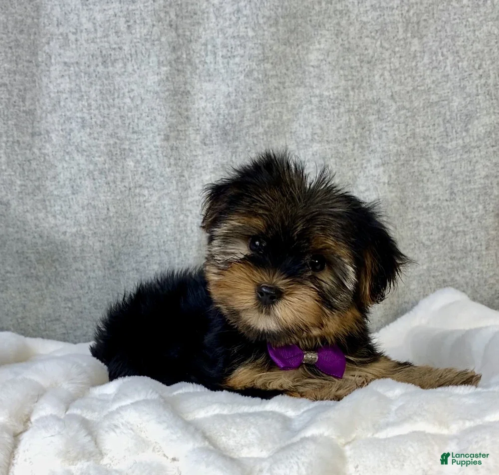 Yorkshire Terrier dogs Eva - Ad 2