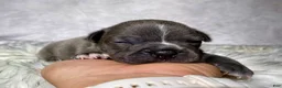 Frenchton dogs for sale: Mr. Winston  - Ad 7
