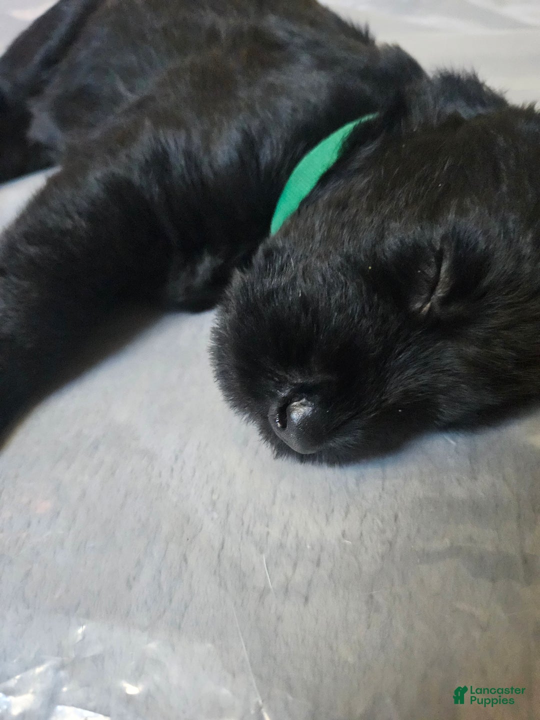 Giant Schnauzer dogs for sale: Giant Schnauzer Puppy 4 - Ad 2