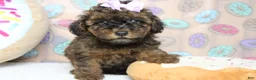 Cavapoo dogs for sale: Ella - Ad 1