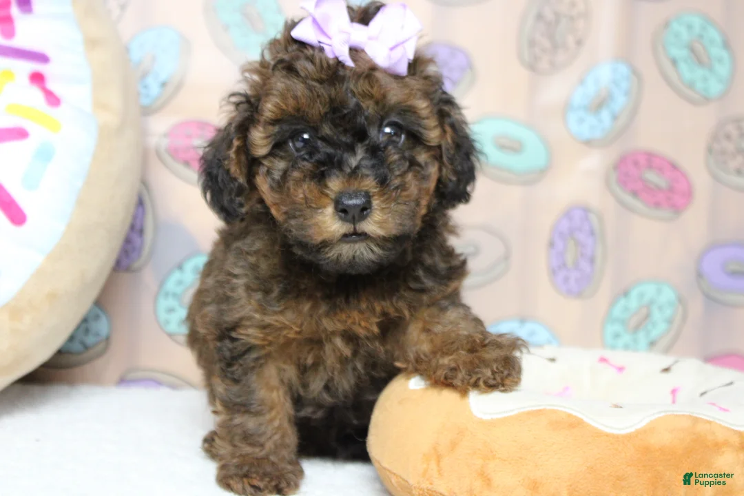 Cavapoo dogs for sale: Ella - Ad 1