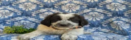 Mixed Breed dogs for sale: Moore - Ad 6