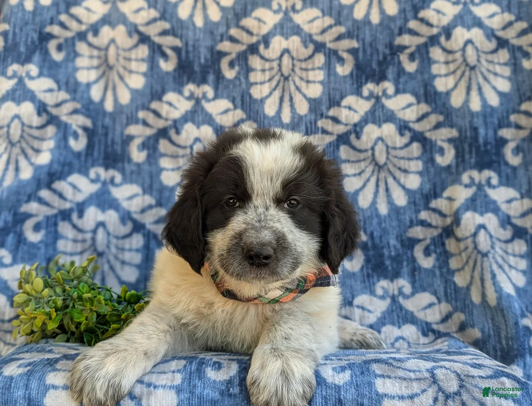 Mixed Breed dogs for sale: Moore - Ad 6
