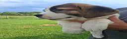 Saint Bernard dogs for sale: Peaches  - Ad 6