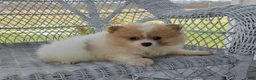Pomeranian dogs for sale: Shiloh- Cream - Ad 10