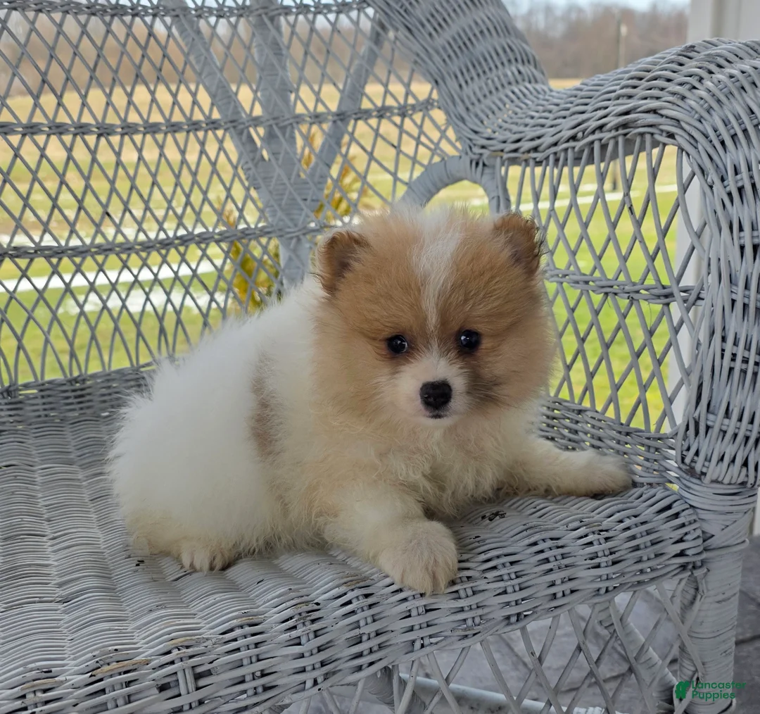 Pomeranian dogs for sale: Shiloh- Cream - Ad 10