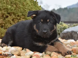 Mixed Breed dogs for sale: Maggie - Ad 3