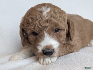 Mini Goldendoodle dogs - Ad 14