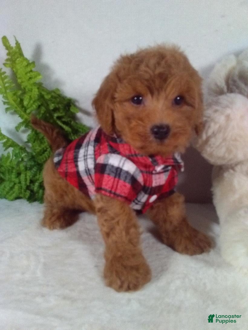 Bichpoo dogs Jasper  - Ad 2