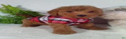 Bichpoo dogs for sale: Jasper  - Ad 2