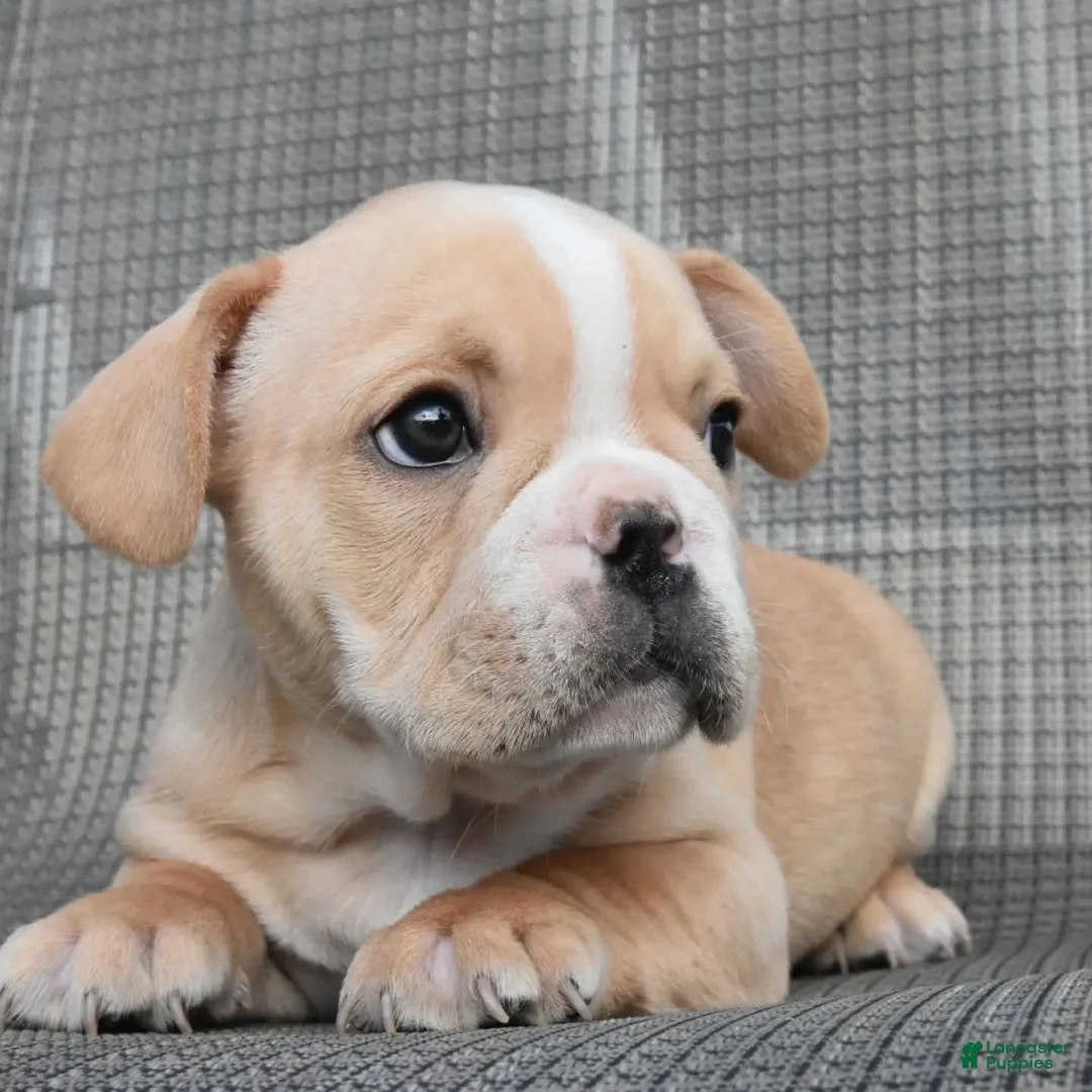 French Bulldog dogs for sale: French Bulldog 2 - Ad 2