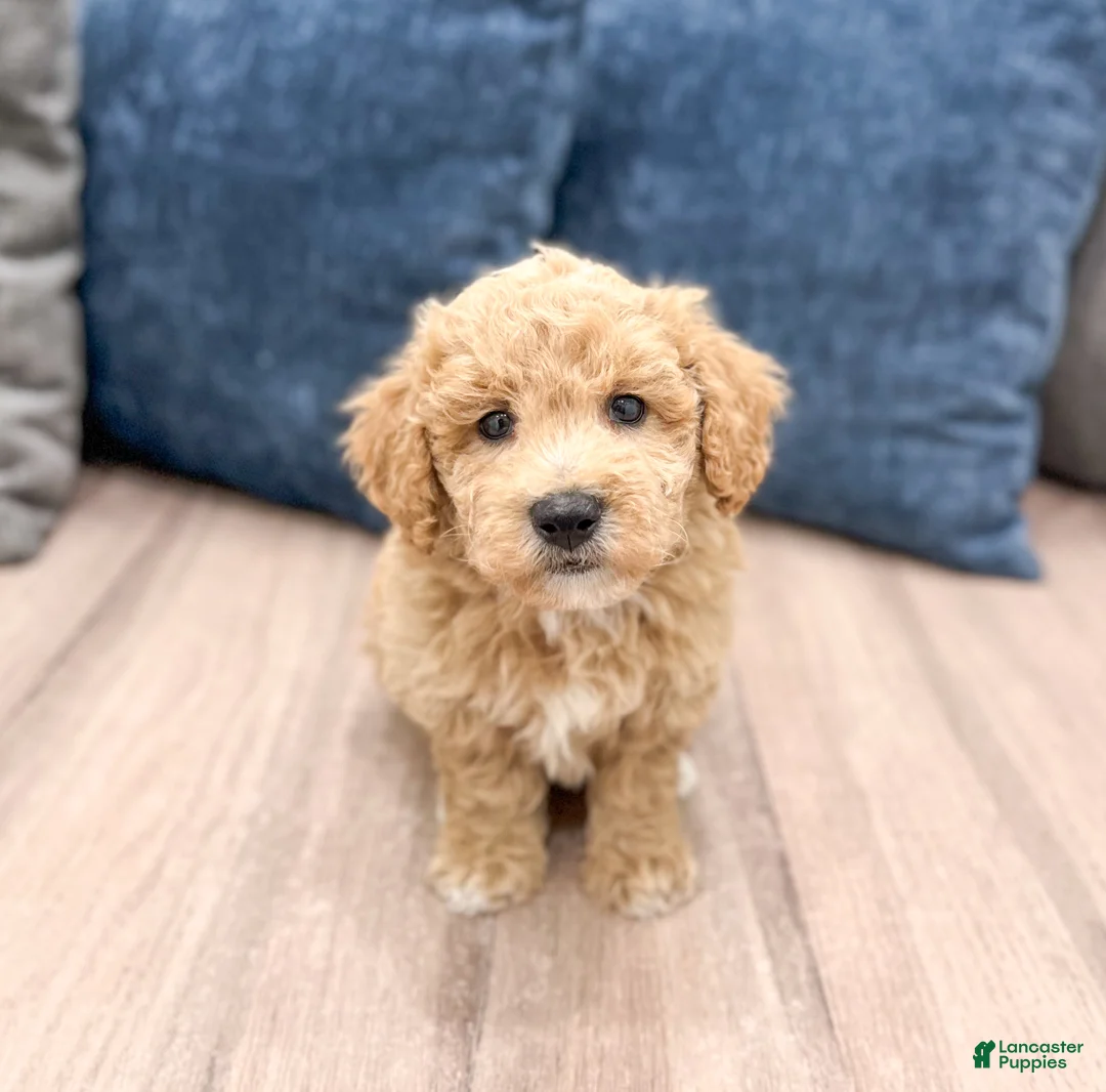 Bichpoo dogs for sale: Scout - Ad 1