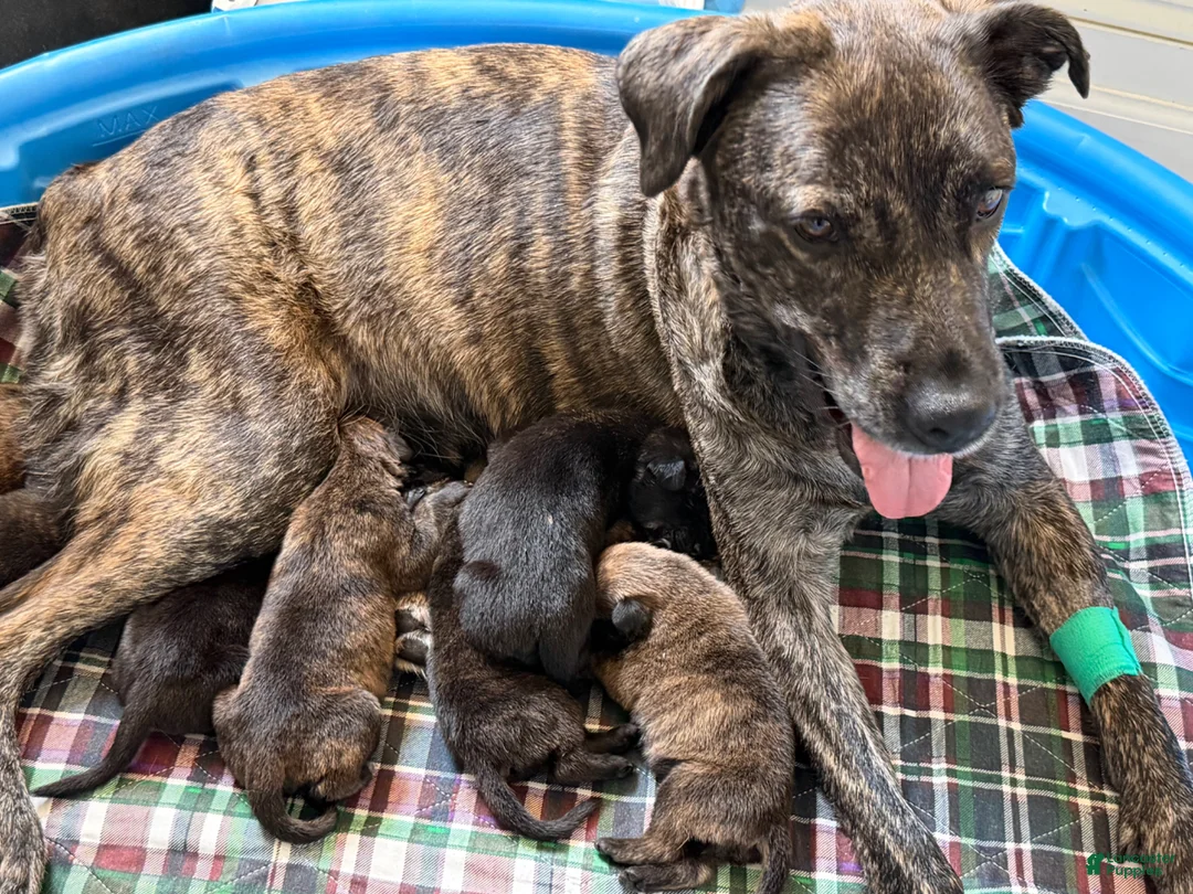 Mixed Breed dogs for sale: Fila Sao Miguel x Belgian Malinois Puppy 1 - Ad 18