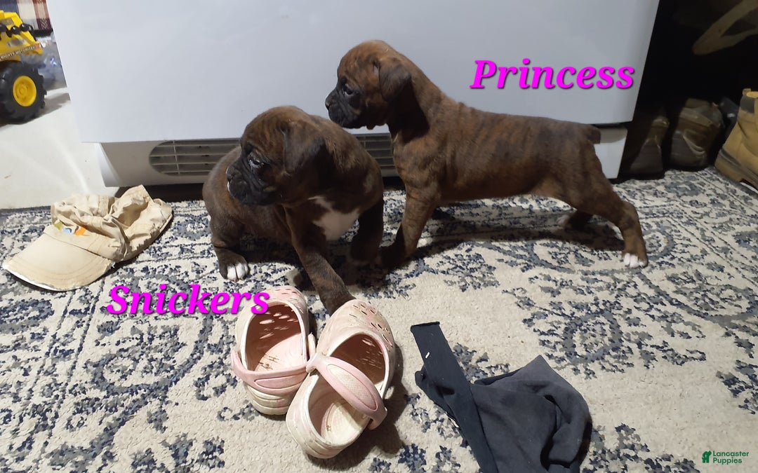 Boxer dogs for sale: Princess  - Ad 5