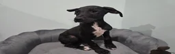 Great Dane dogs for sale: Black - Ad 3