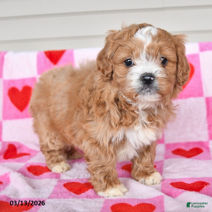 Shihpoo dogs Katie - Ad 2