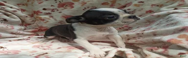 Boston Terrier 8