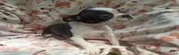 Boston Terrier dogs for sale: Boston Terrier 8 - Ad 1