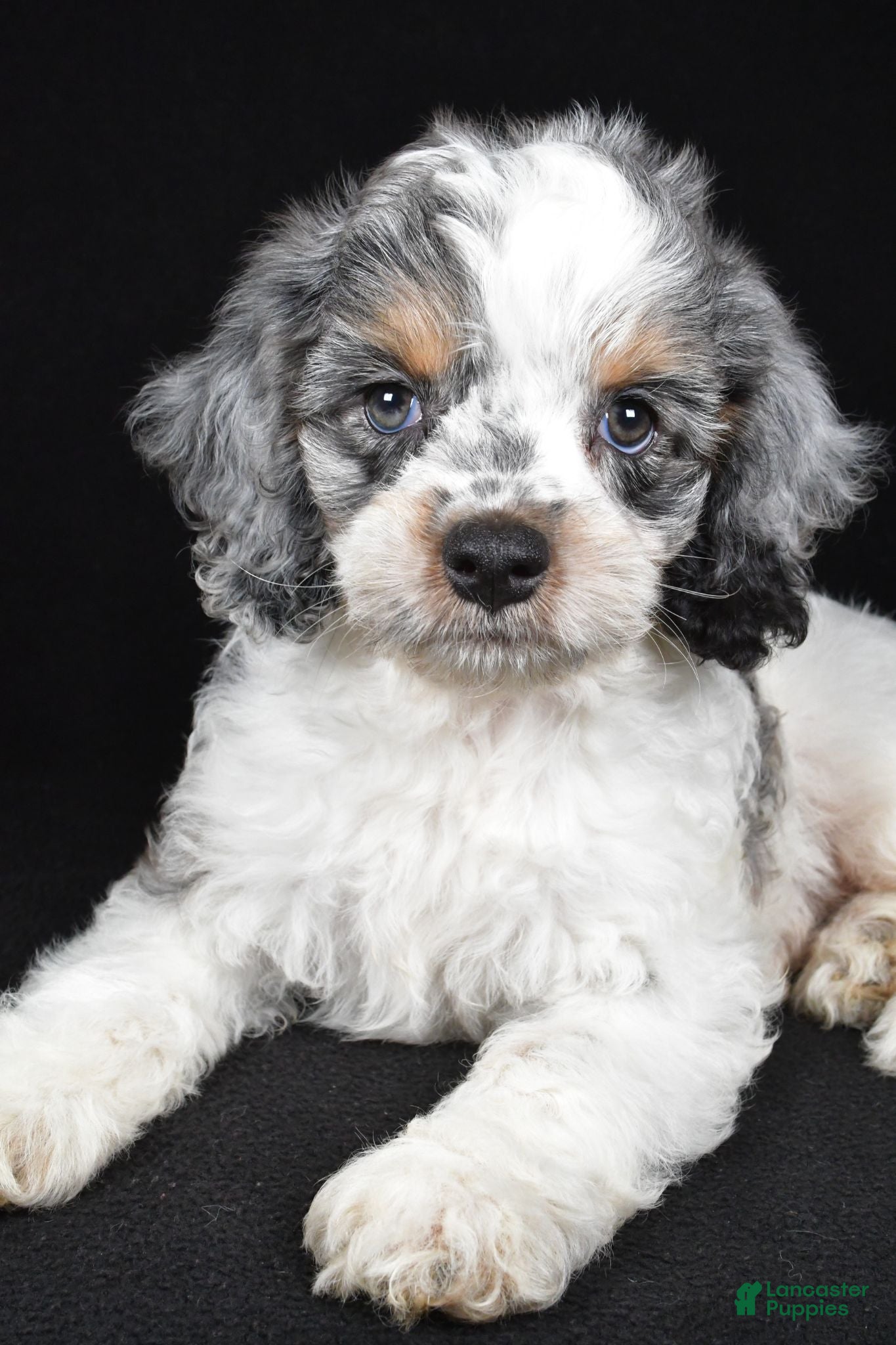 Cockapoo dogs Freddy - Ad 2