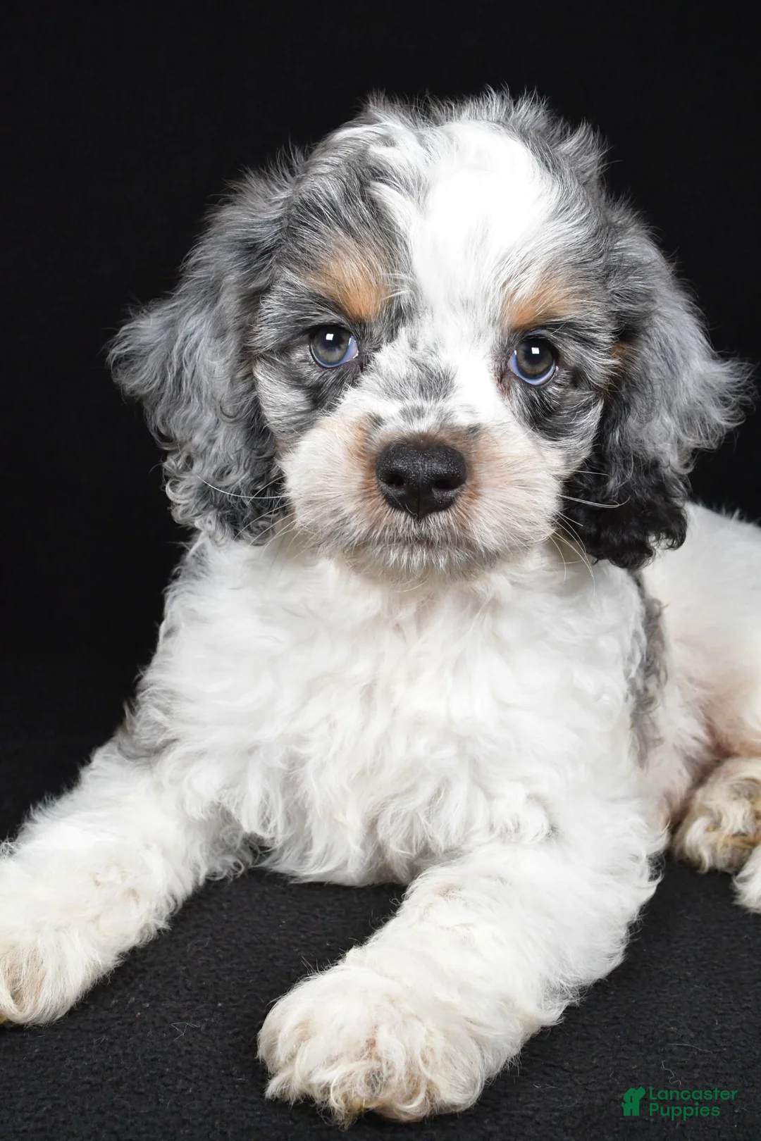 Cockapoo dogs for sale: Freddy - Ad 2