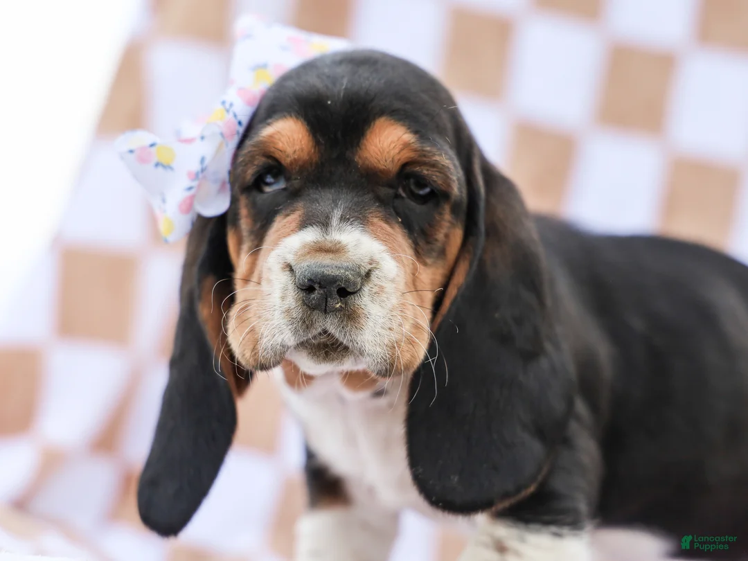 Basset Hound dogs for sale: Evelyn Purebred Basset Hound Pup - Ad 1