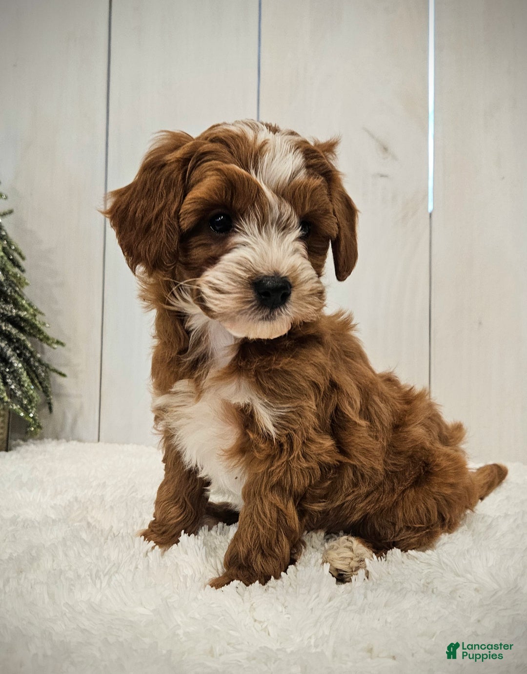 Mini Goldendoodle dogs for sale: Charlie F1B mini - Ad 14