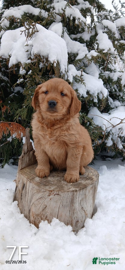 Golden Retriever dogs Missy - Ad 33