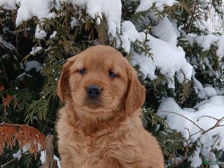 Golden Retriever dogs Missy - Ad 41