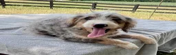 Bernedoodle dogs for sale: Vickie - Ad 3