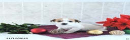 Jack Russell Terrier dogs for sale: Reba - Ad 10