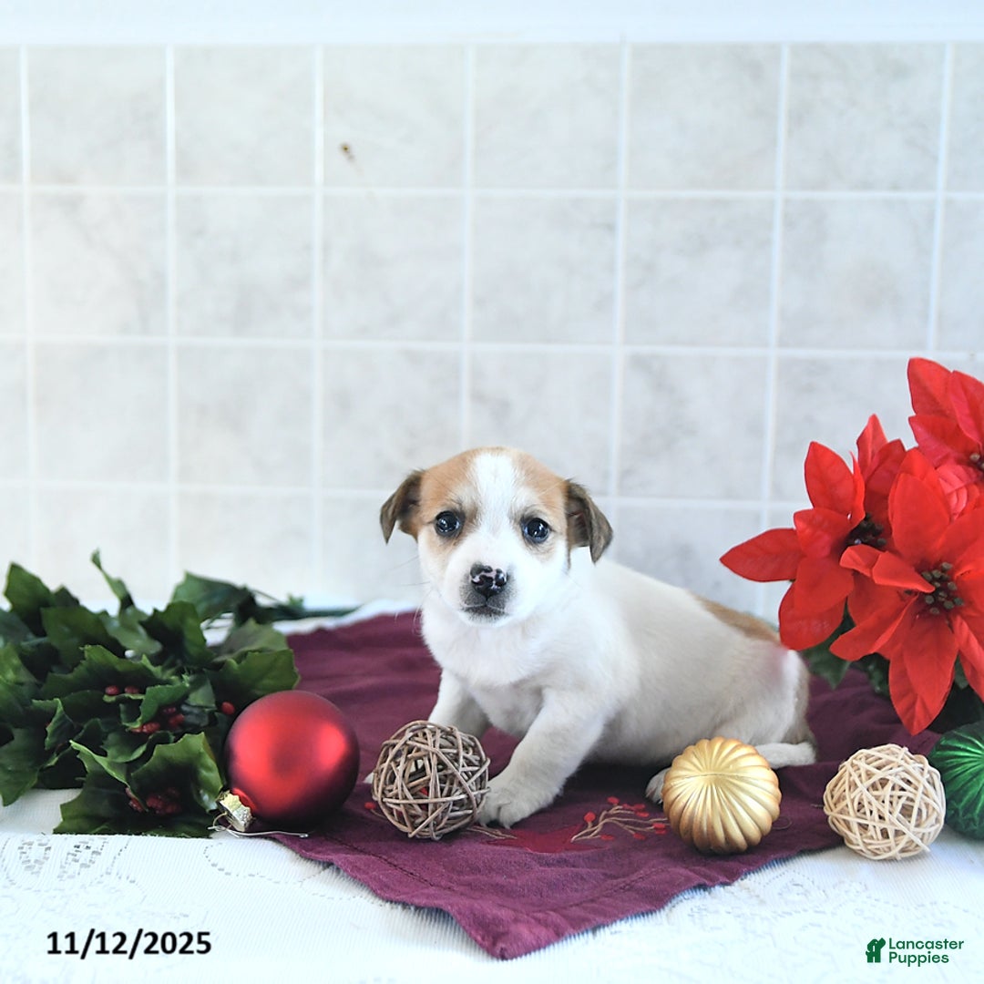 Jack Russell Terrier dogs for sale: Reba - Ad 10