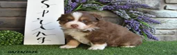 Australian Shepherd dogs for sale: Theo - Ad 2