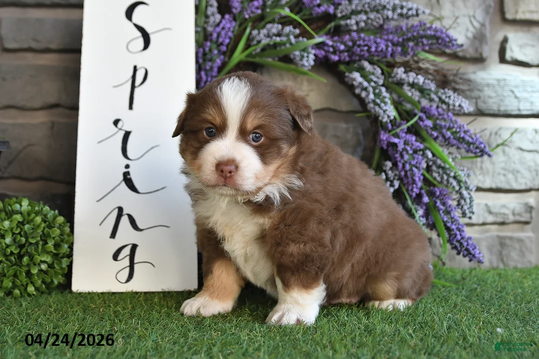 Australian Shepherd dogs for sale: Theo - Ad 2