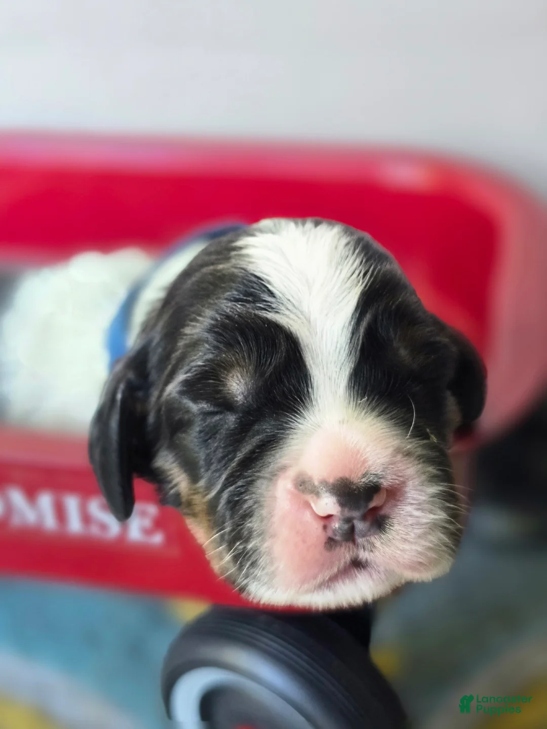 English Springer Spaniel dogs for sale: Chase - Ad 1