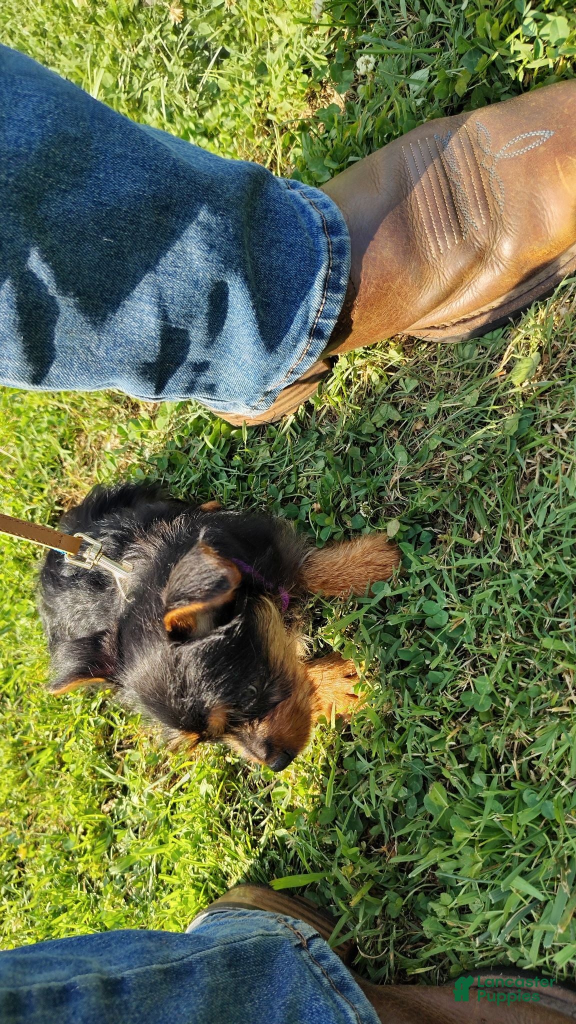 Mixed Breed dogs Nova - Ad 2