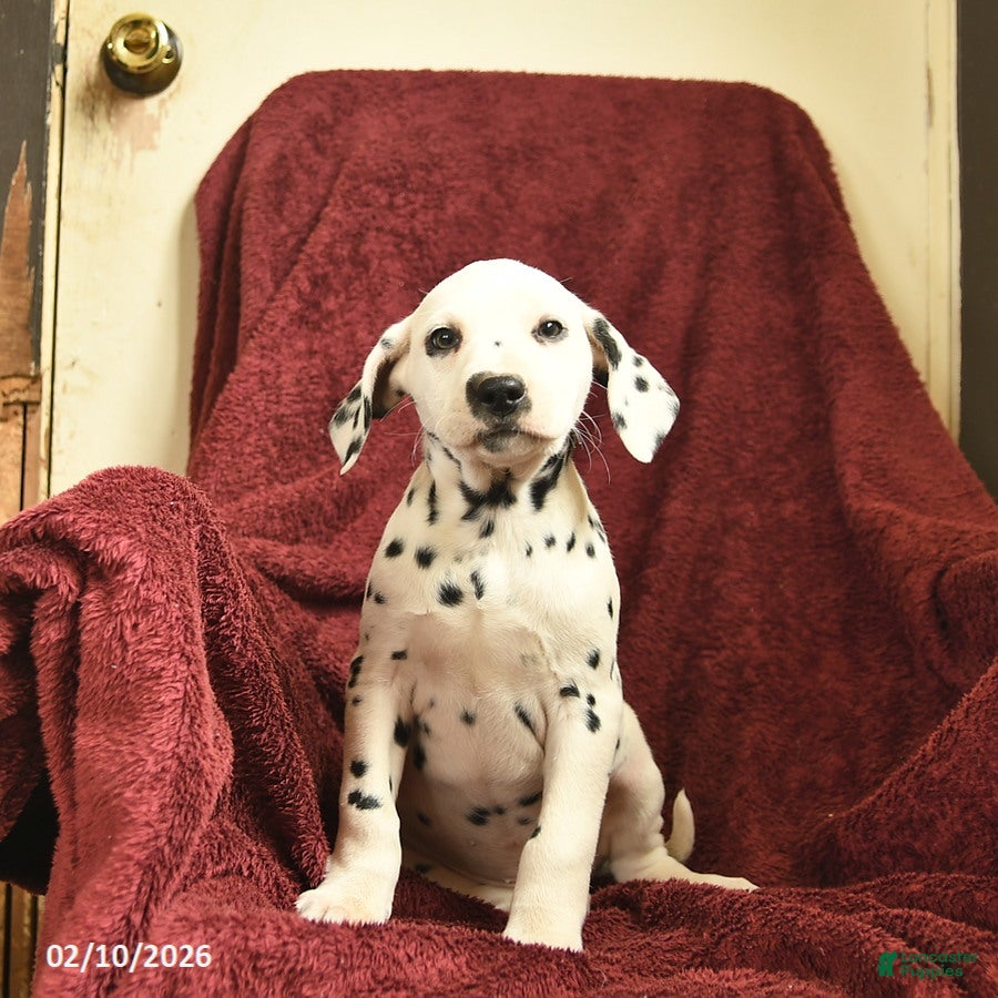 Dalmatian dogs Sage  - Ad 2