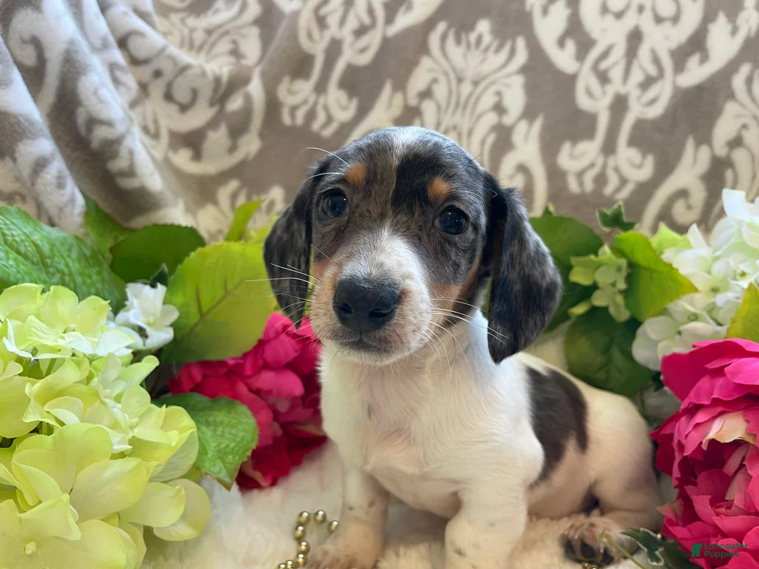 Miniature Dachshund dogs for sale: Pete - Ad 2