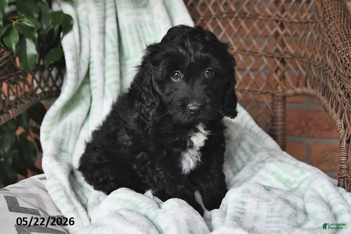 Cockapoo dogs Milo - Ad 2