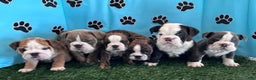 English Bulldog dogs for sale: LEO - Ad 14