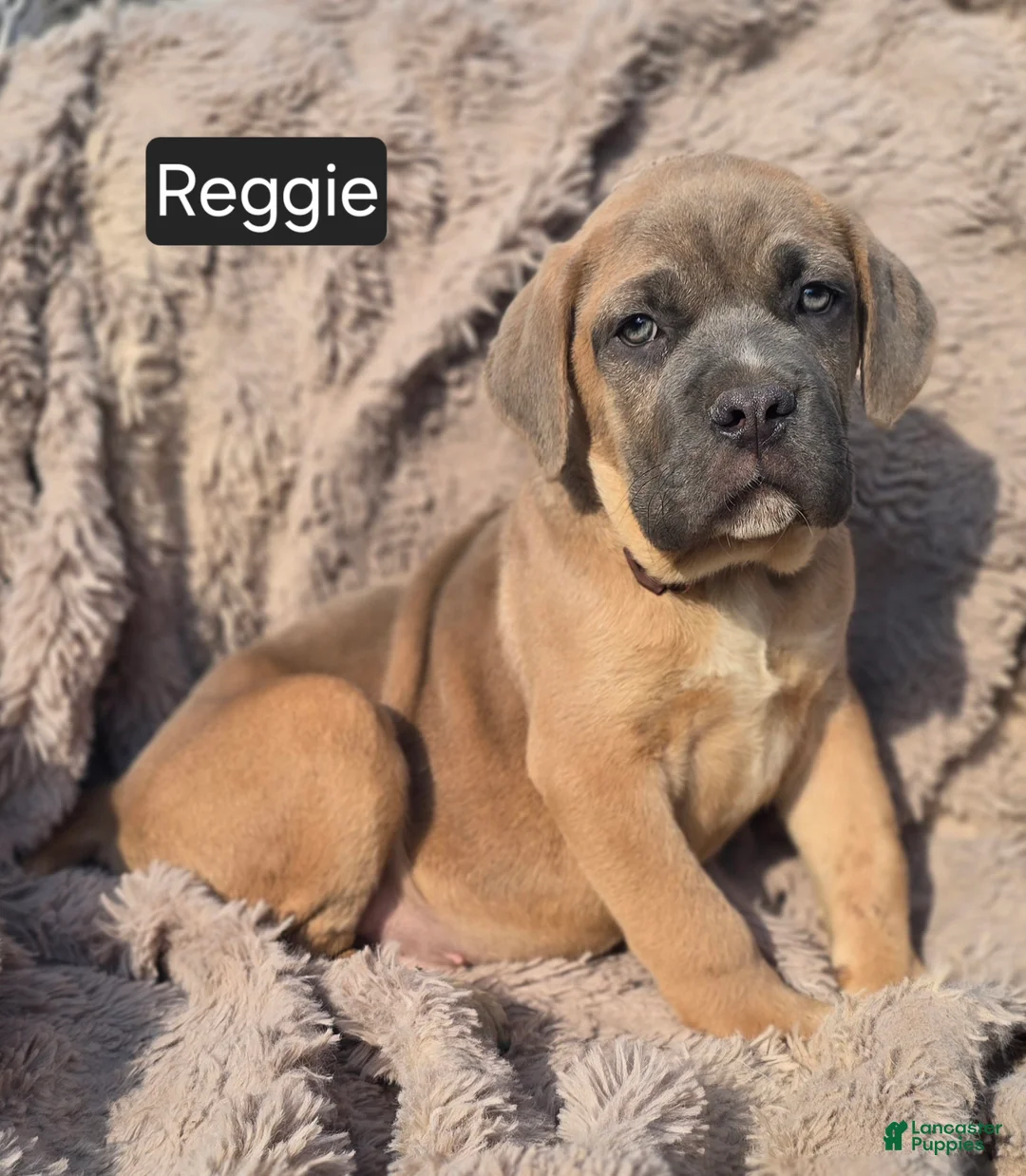 Cane Corso dogs for sale: Reggie - Ad 1