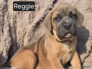 Cane Corso dogs for sale: *ON HOLD* Reggie - Ad 1