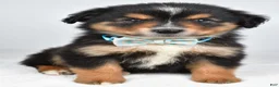 Miniature Australian Shepherd dogs for sale: Caesar  - Ad 3
